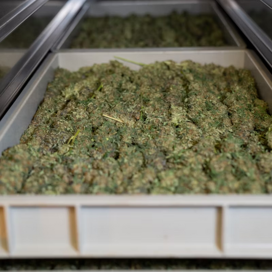 THCJD: Todo lo que debes saber sobre este cannabinoide emergente