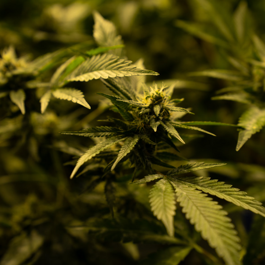 HHC: Una alternativa al THC