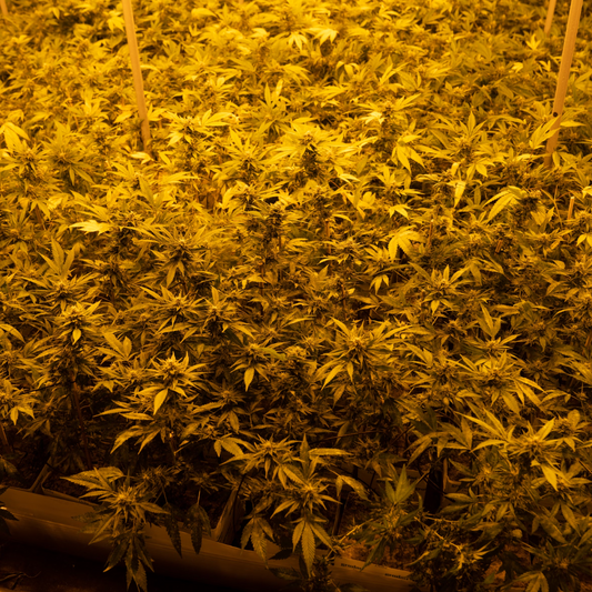 CBD: El cannabinoide que está cambiando la salud y el bienestar
