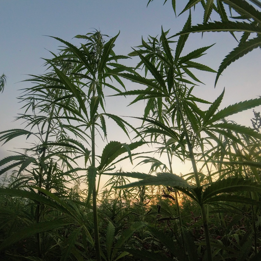Los Beneficios del THCB: Explorando el Futuro del Bienestar Natural