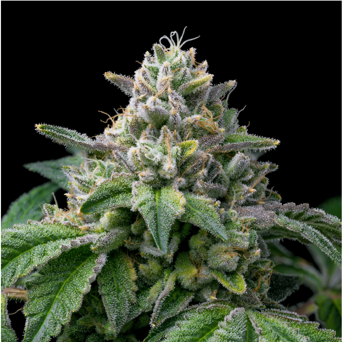 THCP: El Cannabinoide Súper Potente