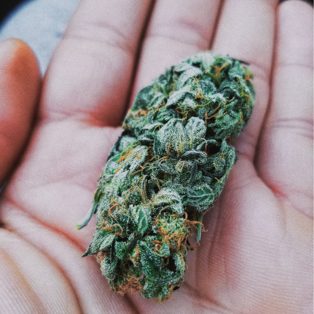 Cómo Elegir la Flor de CBD Perfecta: Guía para Principiantes