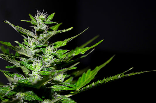 THC-PO: Todo lo que necesitas saber sobre el nuevo cannabinoide más potente