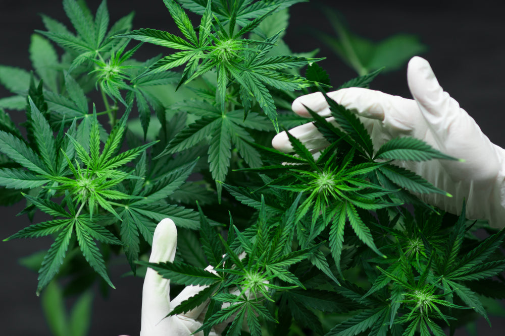 THCB: Guía completa del nuevo cannabinoide revolucionario