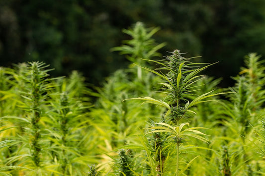 THC-JD: Una guía completa del nuevo cannabinoide revolucionario
