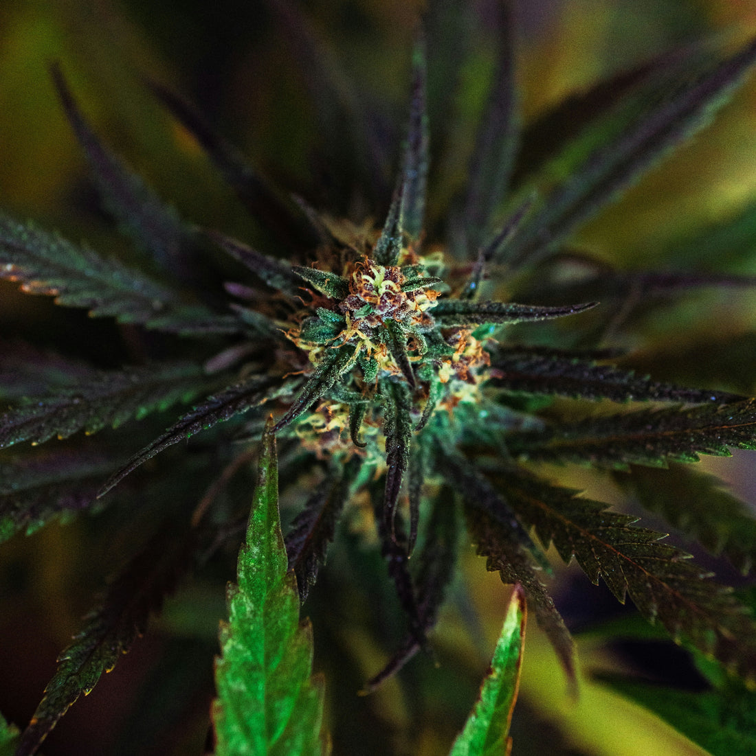 ¿Aceite de CBD o Flores de CBD? Encuentra el Producto Perfecto para Ti