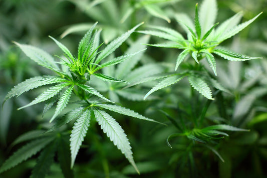 THCP: ¿El cannabinoide 30 veces más potente que el THC?