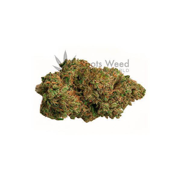 MIMOSA OG XL 10-OH < 35 % GEWÄCHSHAUS