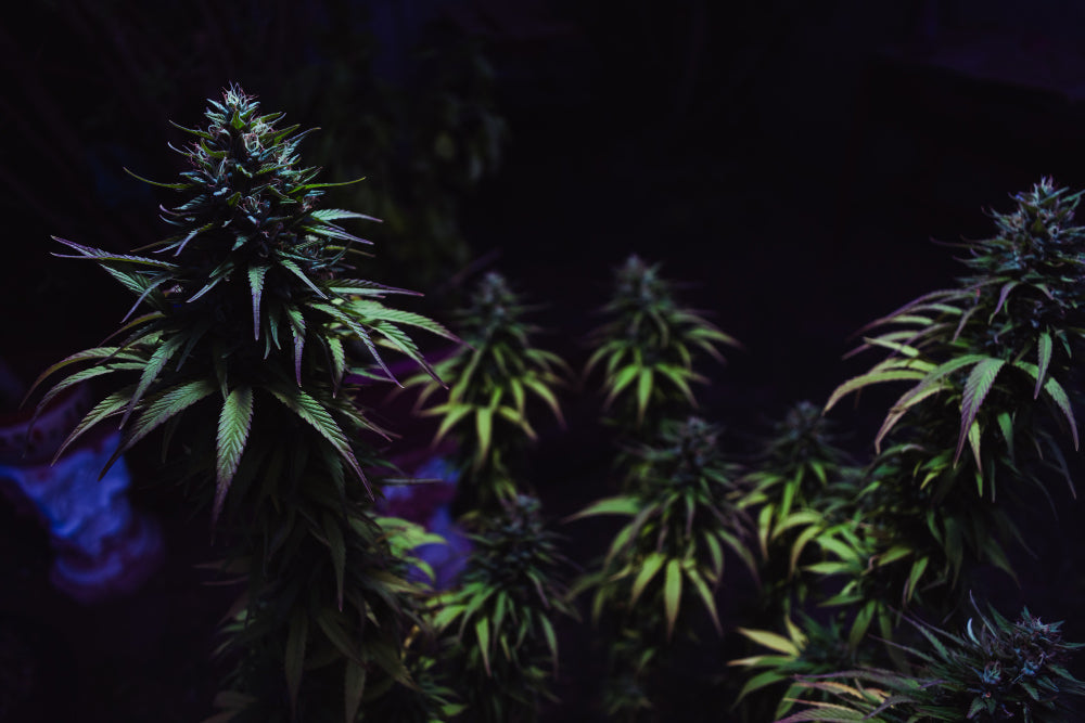 Autocultivo de Marihuana en España 2025: Derechos y Riesgos