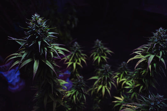 Autocultivo de Marihuana en España 2025: Derechos y Riesgos