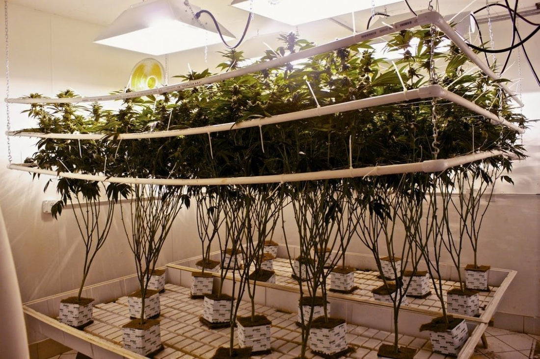Cultivo Vertical de Cannabis: La Agricultura Sostenible del Futuro