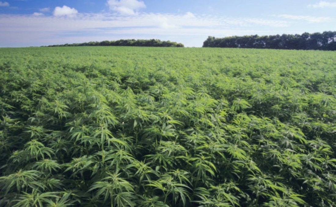 CBD para la ansiedad y el estrés: cómo funciona y dosis segura en España