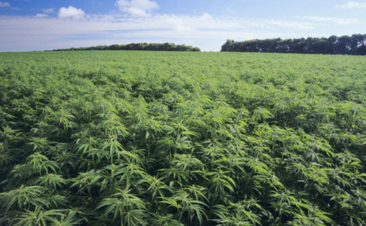 CBD para la ansiedad y el estrés: cómo funciona y dosis segura en España