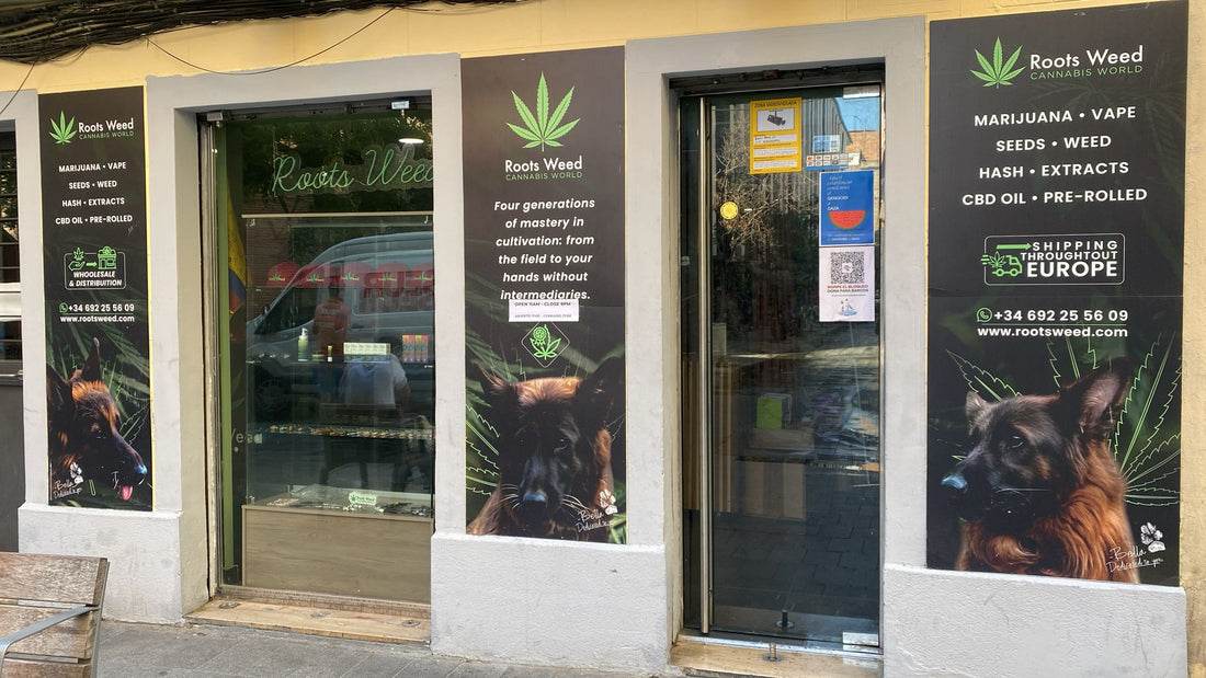 Clubes Sociales de Cannabis en España 2025: Guía Legal Completa
