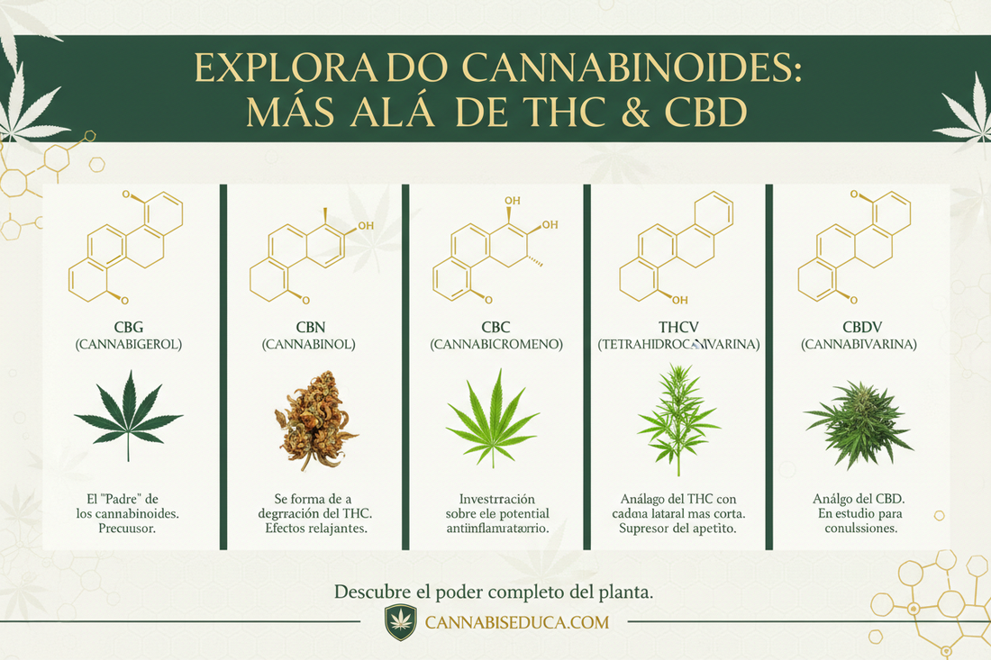 Cannabinoides Menos Conocidos en España: Más Allá del THC y CBD