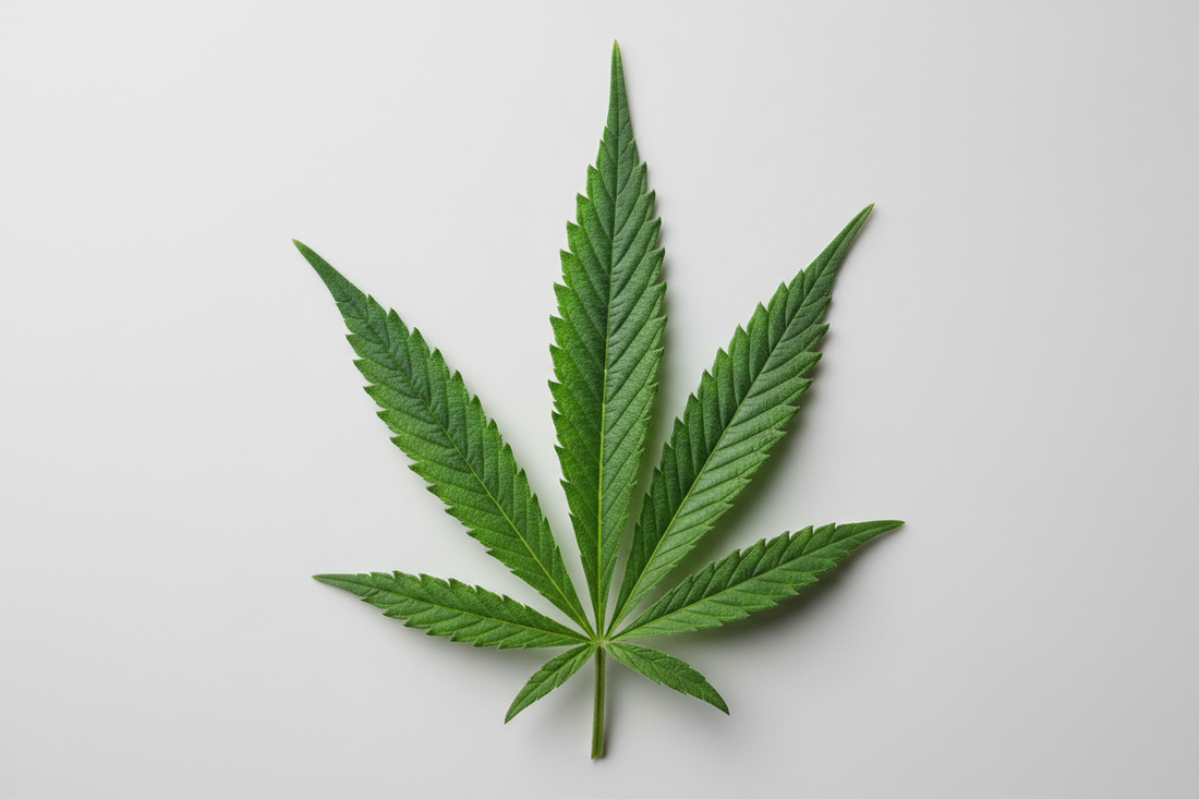 Cáñamo industrial en Europa: usos sostenibles y oportunidades en España