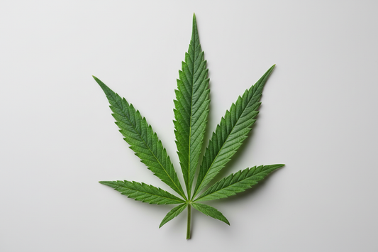 Cáñamo industrial en Europa: usos sostenibles y oportunidades en España