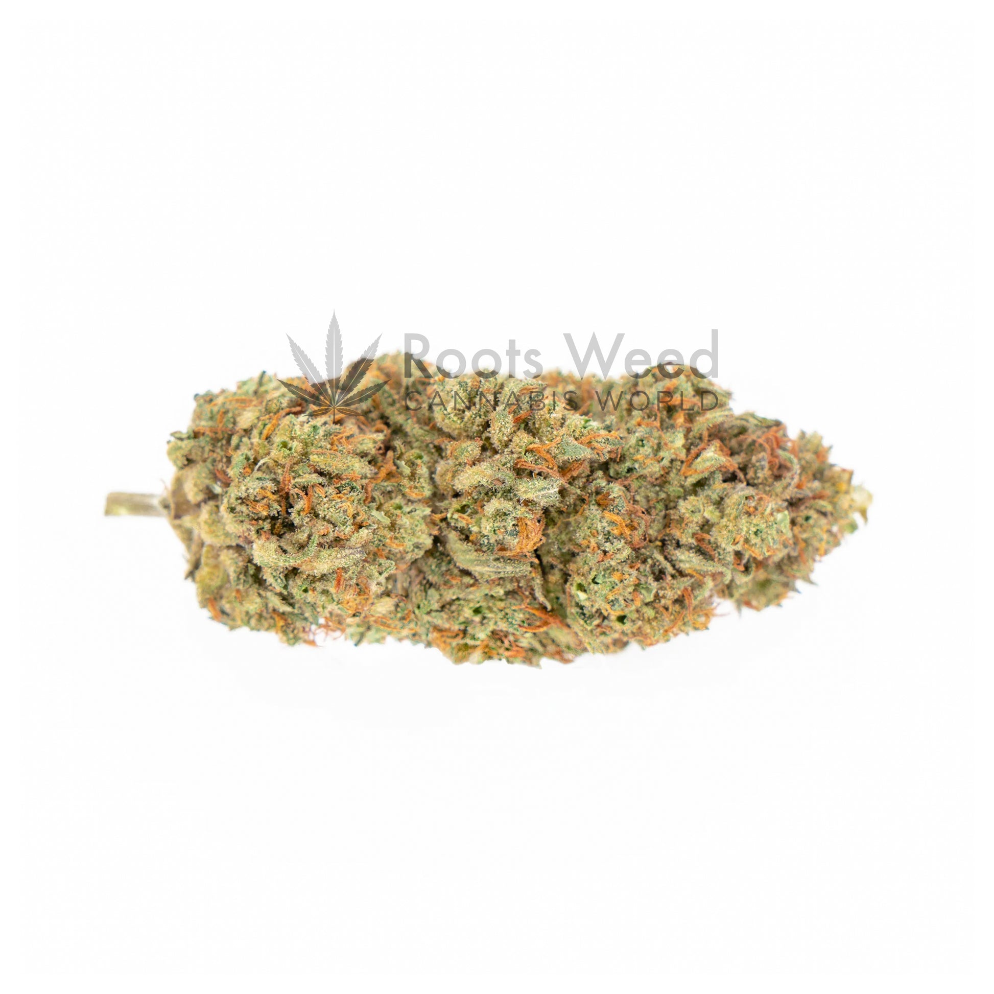 GORILLA KUSH XL CBD < 35% GREEN HOUSE