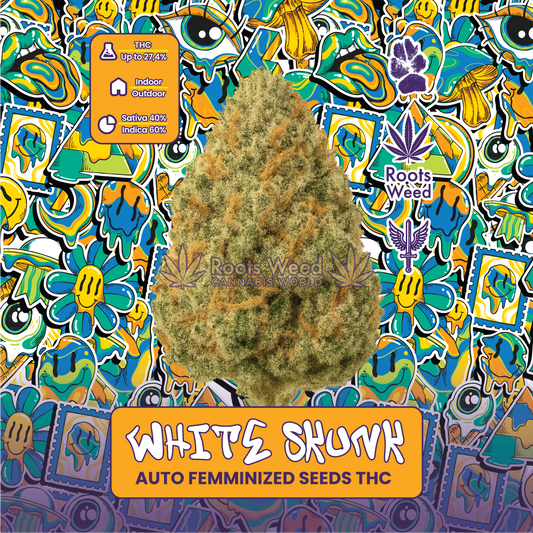 SEEDS THC WHITE SKUNK AUTO FEMMINIZED