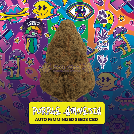 SEEDS CBD PURPLE AMNESIA AUTO FEMINIZED