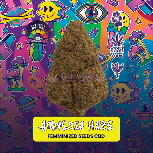 SEEDS CBD AMNESIA HAZE FEMINIZED