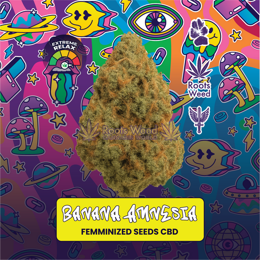 SEEDS CBD BANANA AMNESIA FEMINIZED