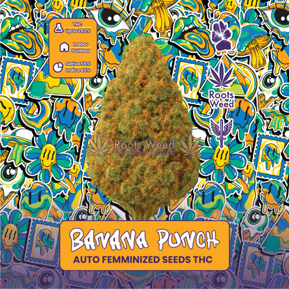 SEEDS THC BANANA PUNCH AUTO FEMMINIZED