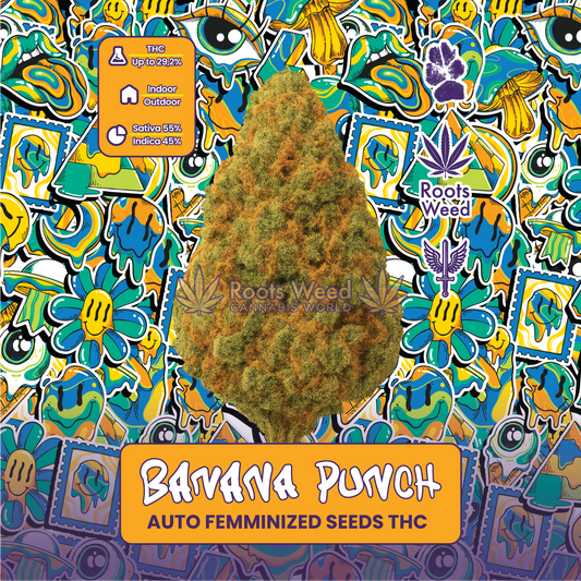 SEEDS THC BANANA PUNCH AUTO FEMMINIZED