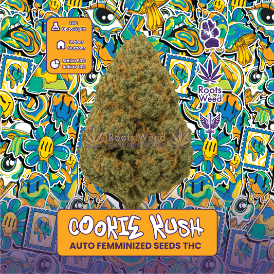 SEEDS THC COOKIE KUSH AUTO FEMINIZED