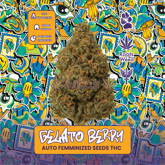 SEEDS THC GELATO BERRY AUTO FEMINIZED