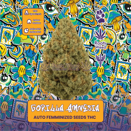 SEEDS THC GORILLA AMNESIA AUTO FEMINIZED
