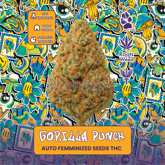 SEEDS THC GORILLA PUNCH AUTO FEMMINIZED