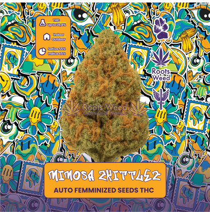 SEEDS THC MIMOSA ZKITTLEZ AUTO FEMINIZED