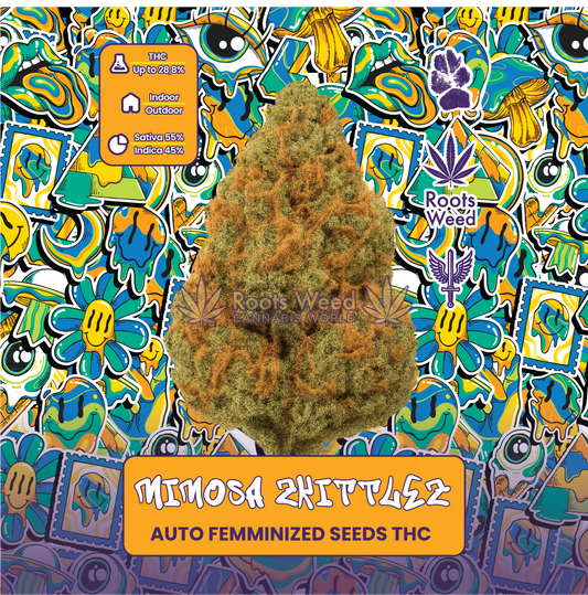 SEEDS THC MIMOSA ZKITTLEZ AUTO FEMINIZED