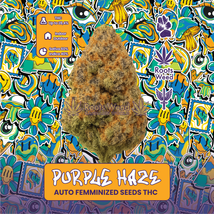 SEEDS THC PURPLE HAZE AUTO FEMMINIZED