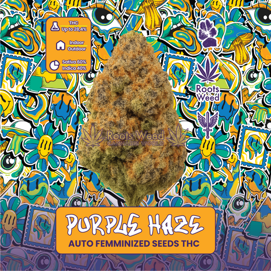 SEEDS THC PURPLE HAZE AUTO FEMMINIZED