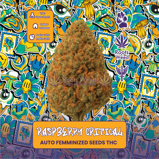 SEEDS THC RASPBERRY CRITICAL AUTO FEMINIZED