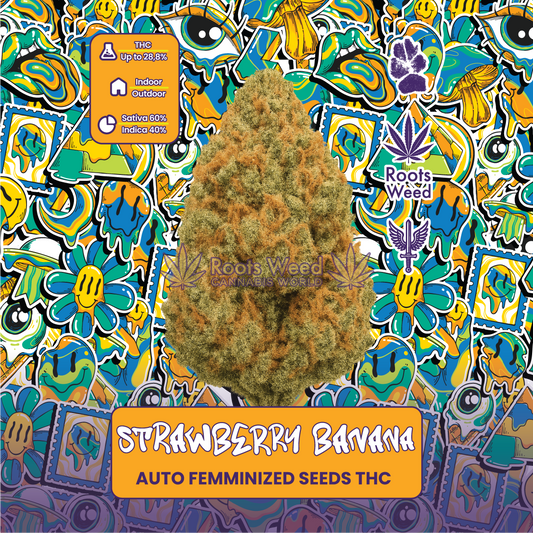 SEEDS THC STRAWBERRY BANANA AUTO FEMINIZED
