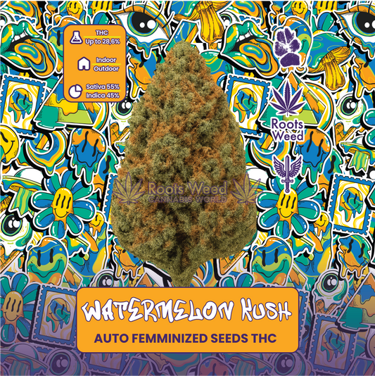 SEEDS THC WATERMELON KUSH AUTO FEMMINIZED