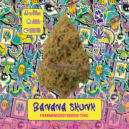 SEEDS THC BANANA SKUNK FEMMINIZED