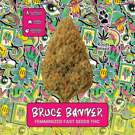 SEEDS THC BRUCE BANNER FEMINIZED FAST