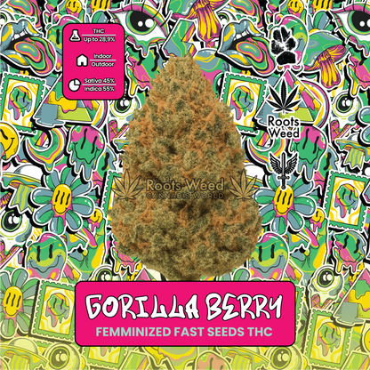 SEEDS THC GORILLA BERRY FEMINIZED FAST