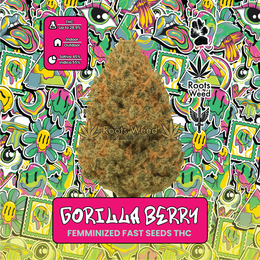 SEEDS THC GORILLA BERRY FEMINIZED FAST