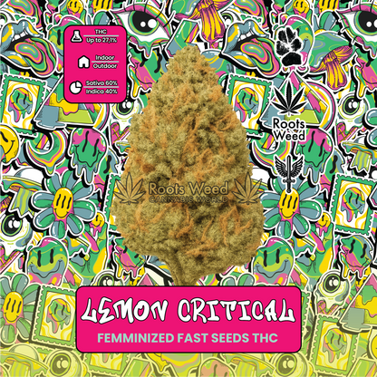 SEEDS THC LEMON CRITICAL FEMINIZED FAST
