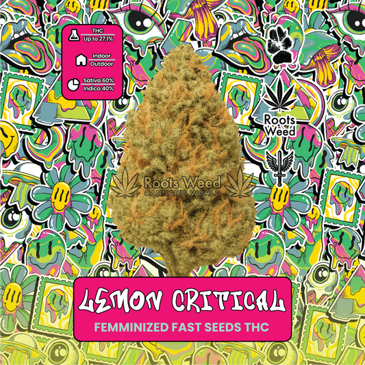 SEEDS THC LEMON CRITICAL FEMINIZED FAST