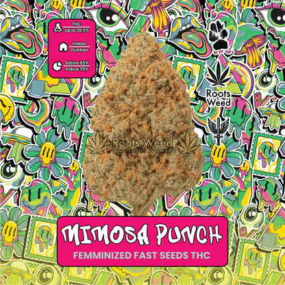 SEEDS THC MIMOSA PUNCH FEMINIZED FAST