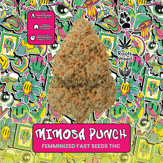 SEEDS THC MIMOSA PUNCH FEMINIZED FAST