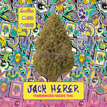 SEEDS THC JACK HERER FEMMINIZED