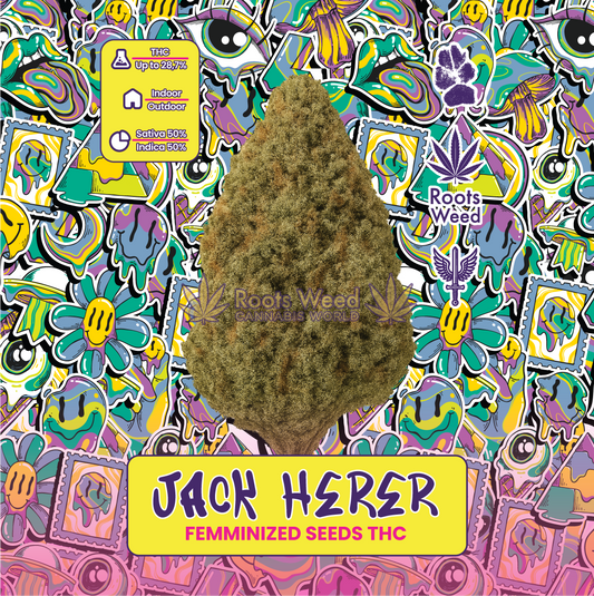 SEEDS THC JACK HERER FEMMINIZED