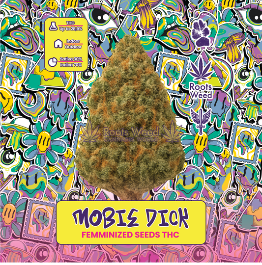 THC MOBY DICK FEMINIZED SEEDS